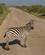 335 Zebra På Vejen Amboseli National Park Kenya Anne Vibeke Rejser DSC09806