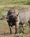 340 Afrikansk Bøffel Amboseli National Park Kenya Anne Vibeke Rejser DSC09852