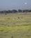 341 Løvefamilie I Det Fjerne Amboseli National Park Kenya Anne Vibeke Rejser DSC09867