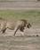 343 Hanløven Går Lige Forbi Os Amboseli National Park Kenya Anne Vibeke Rejser DSC09886