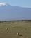 345 Løveflokken I Bevægelse Amboseli National Park Kenya Anne Vibeke Rejser DSC09896