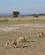 346 De Sidste Løver Passerer Amboseli National Park Kenya Anne Vibeke Rejser DSC09903