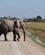 347 En Elefant Kom I Vejen Amboseli National Park Kenya Anne Vibeke Rejser DSC09906
