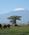 350 Elefanter I Amboseli National Park Kenya Anne Vibeke Rejser IMG 3617