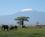 350 Elefanter I Amboseli National Park Kenya Anne Vibeke Rejser IMG 3617