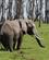 352 Elefanter Nyder Det Friske Græs Amboseli National Park Kenya Anne Vibeke Rejser DSC09925
