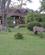 514 Zebraer Foran Hovedbygningen Naivashasøen Kenya Anne Vibeke Rejser IMG 3767
