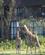 518 Giraffer På Plænen Naivashasøen Kenya Anne Vibeke Rejser DSC00149