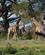 550 Giraffer På Crescent Island Naivashasøen Kenya Anne Vibeke Rejser DSC00218