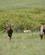 604 Koantiloper Masai Mare Kenya Anne Vibeke Rejser DSC00234