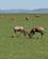 606 Topier Prøver Kræfter Masai Mare Kenya Anne Vibeke Rejser DSC00240