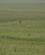 610 En Gepard I Horisonten Masai Mare Kenya Anne Vibeke Rejser DSC00254