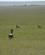 611 Pludselig Sætter Geparderne I Løb Masai Mare Kenya Anne Vibeke Rejser DSC00258