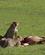 617 Kommer Der Mon Nogen Masai Mare Kenya Anne Vibeke Rejser DSC00306