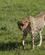 618 En Gepard Forlader Måltidet Masai Mare Kenya Anne Vibeke Rejser DSC00309