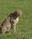619 Vi Forlader De Smukke Katte Masai Mare Kenya Anne Vibeke Rejser DSC00313