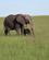 620 Elefant Med Unge Masai Mare Kenya Anne Vibeke Rejser IMG 3798