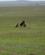 613 Topien Kæmper Forgæves På At Slippe Fri Masai Mare Kenya Anne Vibeke Rejser DSC00268