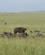 646 Flok Af Afrikanske Bøfler Masai Mare Kenya Anne Vibeke Rejser DSC00357