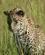 653 Var Der Noget I Græsset Masai Mare Kenya Anne Vibeke Rejser DSC00393