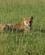 671 Løve I Det Høje Græs Masai Mare Kenya Anne Vibeke Rejser DSC00401