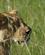 672 Løven Har Fært At Noget Masai Mare Kenya Anne Vibeke Rejser DSC00404