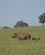 675 Næsehorn Med Unge Masai Mare Kenya Anne Vibeke Rejser DSC00479