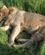 685 Løveflok Sover Masai Mare Kenya Anne Vibeke Rejser IMG 3850