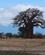 200 Baobabtræ I Tarangire Tanzania Anne Vibeke Rejser IMG 7185
