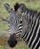 205 Zebra Tarangire Tanzania Anne Vibeke Rejser DSC07404