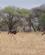 206 Strudse Tarangire Tanzania Anne Vibeke Rejser DSC07183