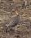 210 Francolin Tarangire Tanzania Anne Vibeke Rejser DSC07198