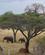 214 Elefanter Tarangire Tanzania Anne Vibeke Rejser DSC07206