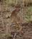 230 Dik Dik Antilope Tarangire Tanzania Anne Vibeke Rejser DSC07309
