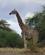 232 Giraf Tarangire Tanzania Anne Vibeke Rejser DSC07360