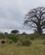 242 Struds Ved Baobabtræer Tarangire Tanzania Anne Vibeke Rejser DSC07392