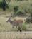 246 Eland Antilope Tarangire Tanzania Anne Vibeke Rejser DSC07388