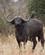 250 Afrikansk Bøffel Tarangire Tanzania Anne Vibeke Rejser DSC07412