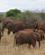 258 Elefanter Tarangire Tanzania Anne Vibeke Rejser DSC07440