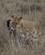 270 Løve Med Nedlagt Gnu Tarangire Tanzania Anne Vibeke Rejser DSC07533