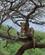282 Løve I Træ Tarangire Tanzania Anne Vibeke Rejser DSC07655
