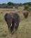 284 Elefanter Tarangire Tanzania Anne Vibeke Rejser DSC07689