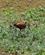 408 Afrikansk Jacana Lake Manyara Tanzania Anne Vibeke Rejser DSC07732