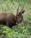 418 Bushbuck Lake Manyara Tanzania Anne Vibeke Rejser DSC07755