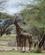 420 Giraffer Lake Manyara Tanzania Anne Vibeke Rejser DSC07759