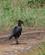 434 Sydlig Hornravn (Ground Hornbill) Lake Manyara Tanzania Anne Vibeke Rejser DSC07807