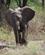 440 Elefant Lake Manyara Tanzania Anne Vibeke Rejser DSC07825