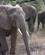 442 Elefantflok Lake Manyara Tanzania Anne Vibeke Rejser DSC07852