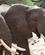 444 Elefanter Lake Manyara Tanzania Anne Vibeke Rejser DSC07848