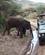 446 Tørstige Elefanter Lake Manyara Tanzania Anne Vibeke Rejser IMG 7316